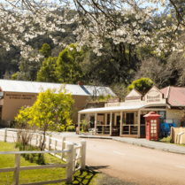 Older buildings lining a regional town road with trees blooming in foreground
