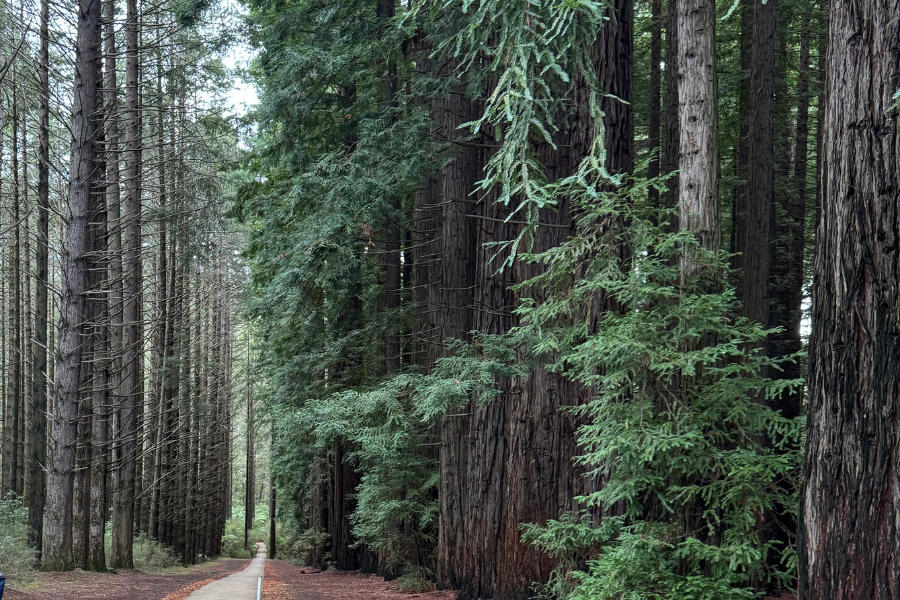 A picturesque path through the redwood forest in the Yarra Ranges