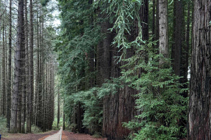 A picturesque path through the redwood forest in the Yarra Ranges