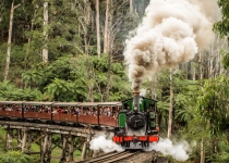 Puffing Billy travelling along the track