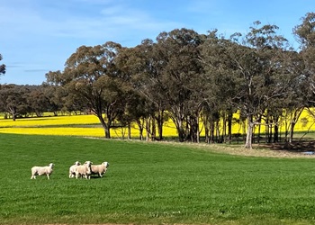 Image of sheep in a green field at the Pyrenees Tiny House property