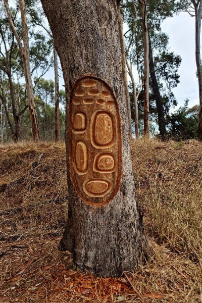 An intricately patterned Aboriginal art carved into the tree, surrounded by natural landscape.