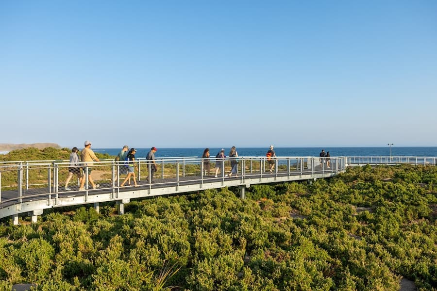 New shearwater boardwalk penguin parade phillip island