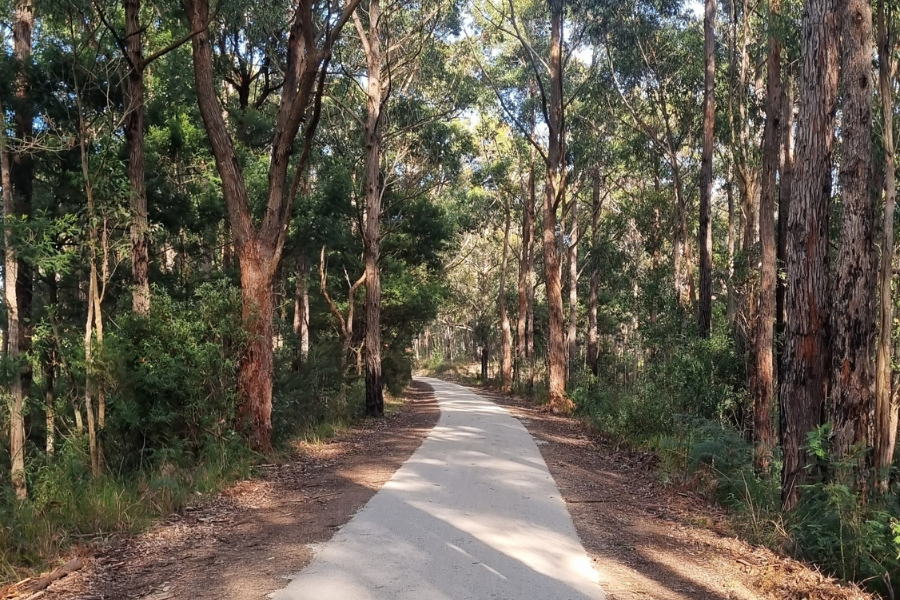 A new sunlit path winds through a serene bush with tall trees on both sides on the East Gippsland Rail Trail.