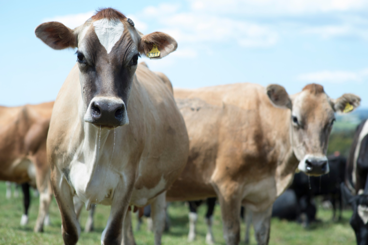A close-up of several cows standing in a grassy field under a blue sky with clouds. One cow is prominently in the foreground, with others visible behind.