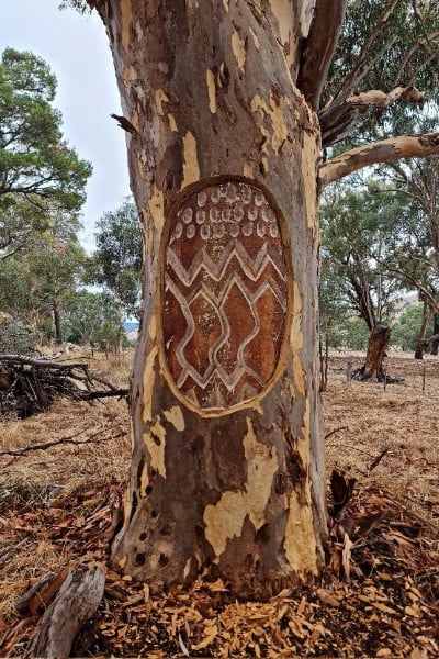 An intricately patterned Aboriginal art carved into the tree, surrounded by natural landscape.