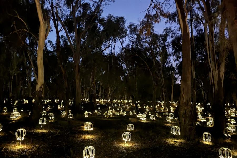 Gum trees and light installation 