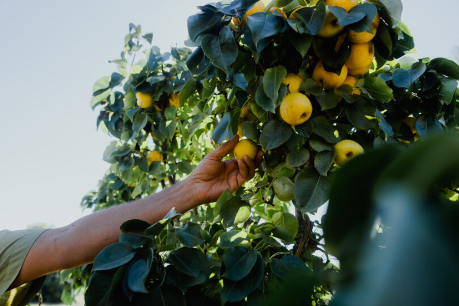 hand reaching up to pick nashi pears from a tree