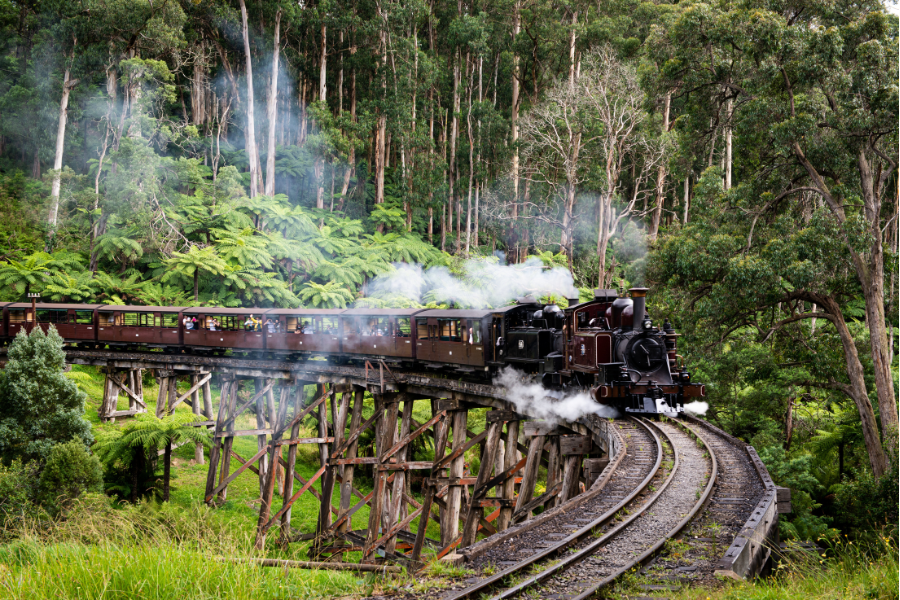 Puffing Billy steamtrain coming around corner with lush green bush in background