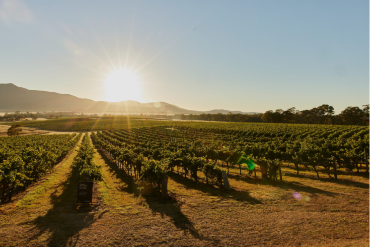 A scenic view of rows of grapevines in a vineyard at sunrise or sunset, with the sun low in the sky, casting warm light. Hills and a clear sky are in the background. A sign is visible in the foreground.