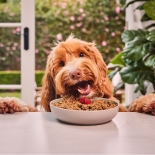 Dog food in a bowl on a table with a dog happily hovering over it
