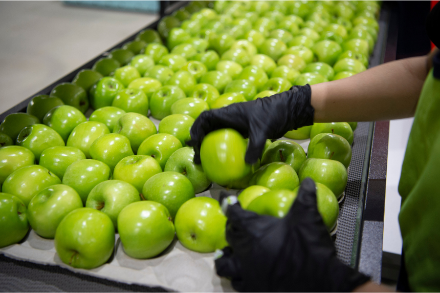 Green apples being inspected on a production line