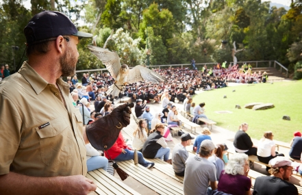 A person wearing a thick glove with a bird landing on it in front of an audience