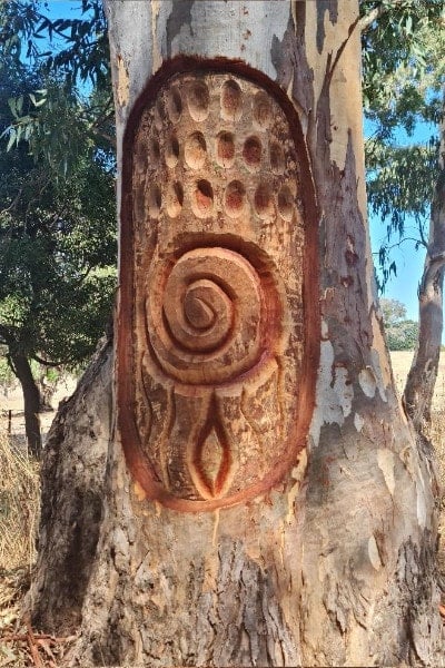 An intricately patterned Aboriginal art carved into the tree, surrounded by natural landscape.