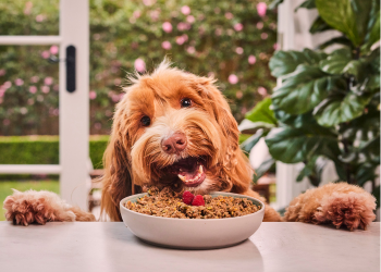 Dog food in a bowl on a table with a dog happily hovering over it