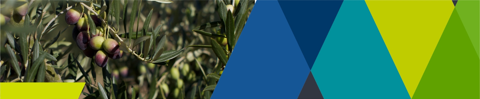 Banner image featuring olive trees