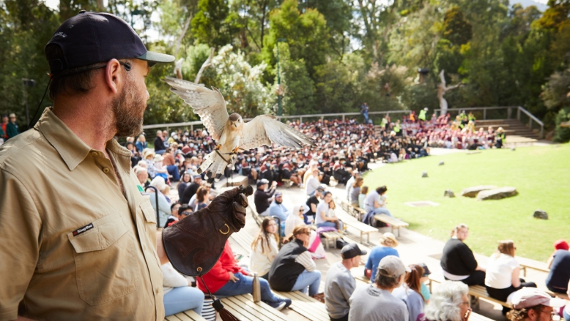 A person wearing a thick glove with a bird landing on it in front of an audience