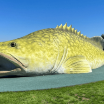 A large sculpture of a Murray cod, positioned on a green grassy area under a clear blue sky.