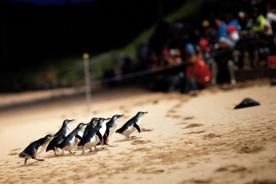 Penguins on beach penguin parade