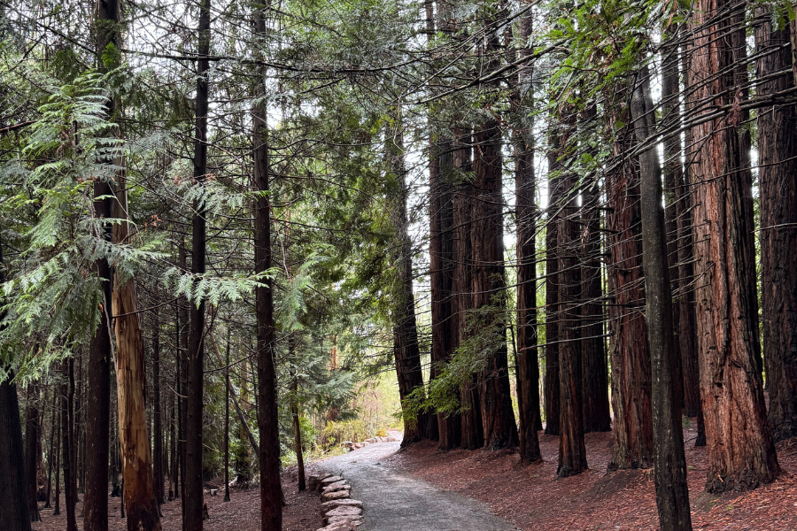 A picturesque path through the Redwood Forest. The path curves around the trees.