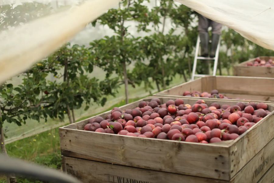 Crates of red apples are in an orchard, with a person on a ladder partially visible under a translucent covering.