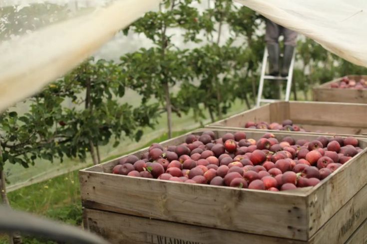 Crates of red apples are in an orchard, with a person on a ladder partially visible under a translucent covering.